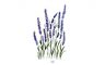 Lavanda Silvestre