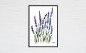 Lavanda Silvestre
